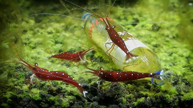 Tép Sulawesi Chân Trắng (The Cardinal Sulawesi Shrimp):
