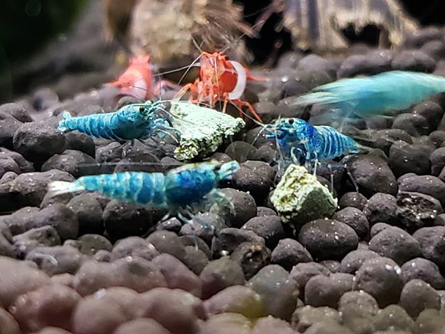 extreme blue bolt shrimp