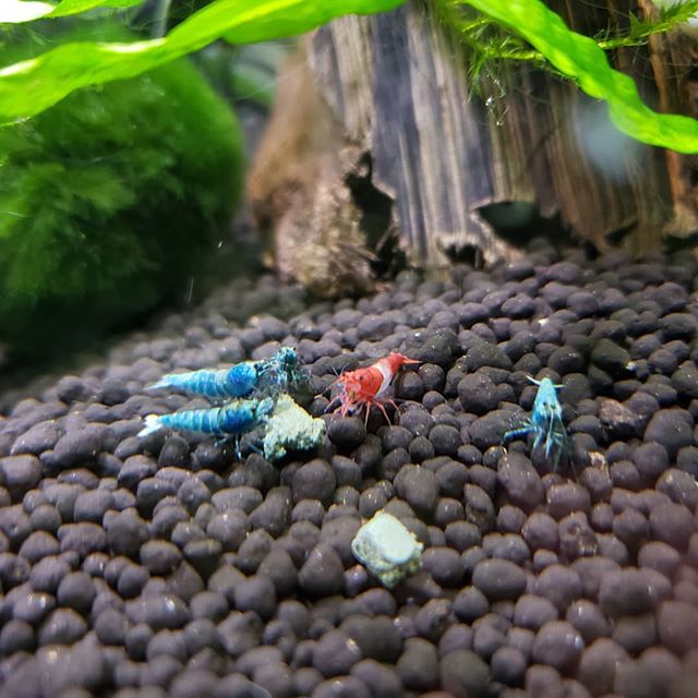 extreme blue bolt shrimp