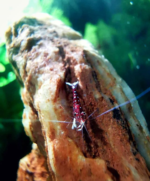 Điều kiện nuôi Tép Sulawesi Chân Trắng (The Cardinal Sulawesi Shrimp):