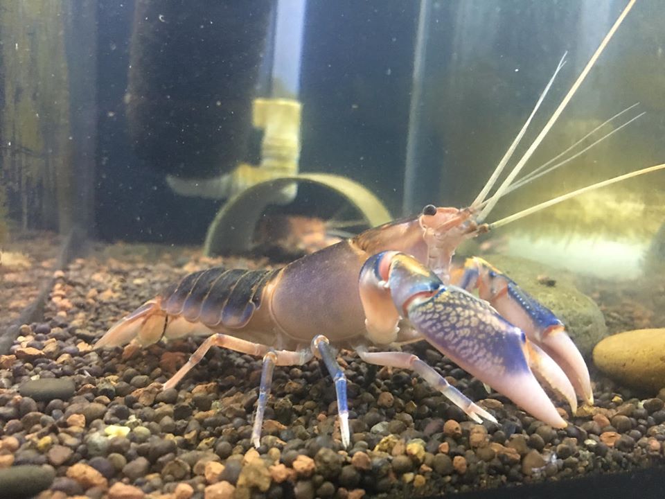 bệnh thường gặp ở tôm Crayfish 