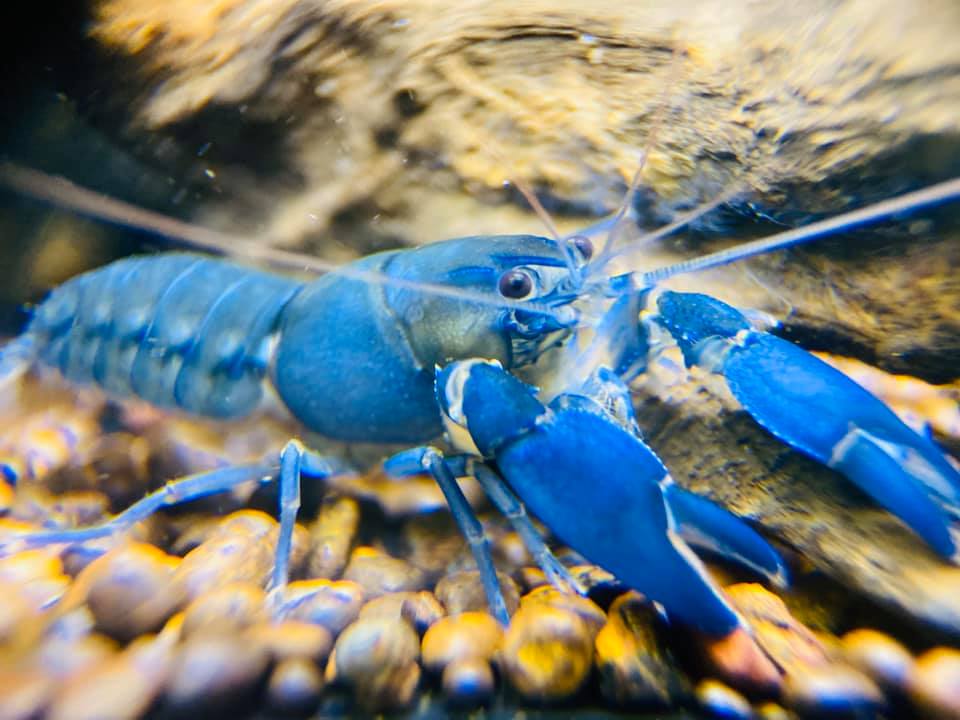 Bệnh rối loạn chuyển hoá khoáng ở tôm crayfish