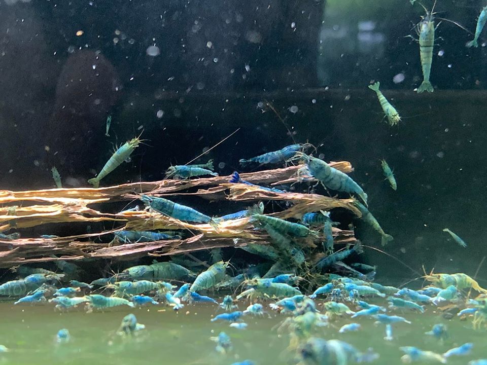 Deep Blue Shrimp