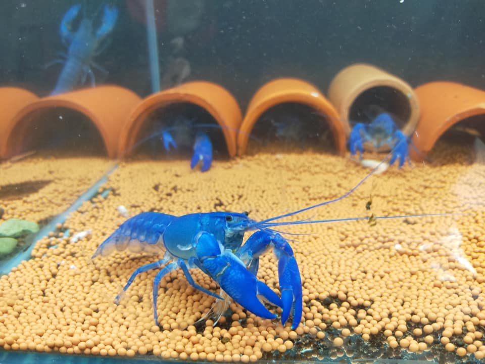 tôm cảnh Crayfish