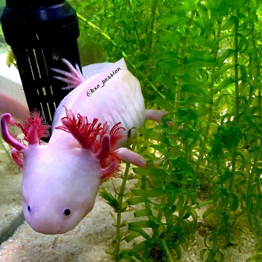 1. Nguồn nước để nuôi axolotl: