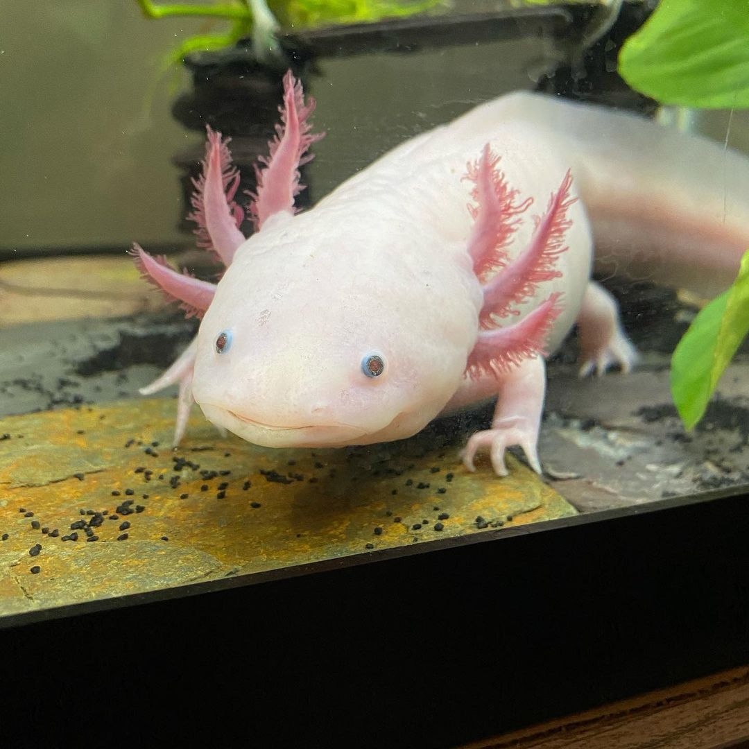 2. Thiết lập bể nuôi Axolotl: