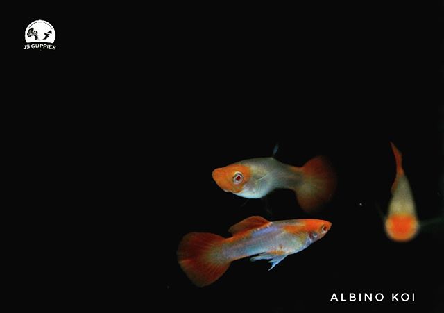 Giới thiệu về cá bảy màu Albino Koi đỏ: