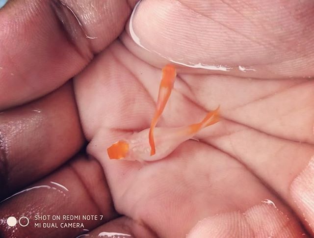 Thông số nuôi dưỡng cá Albino Koi Guppy: