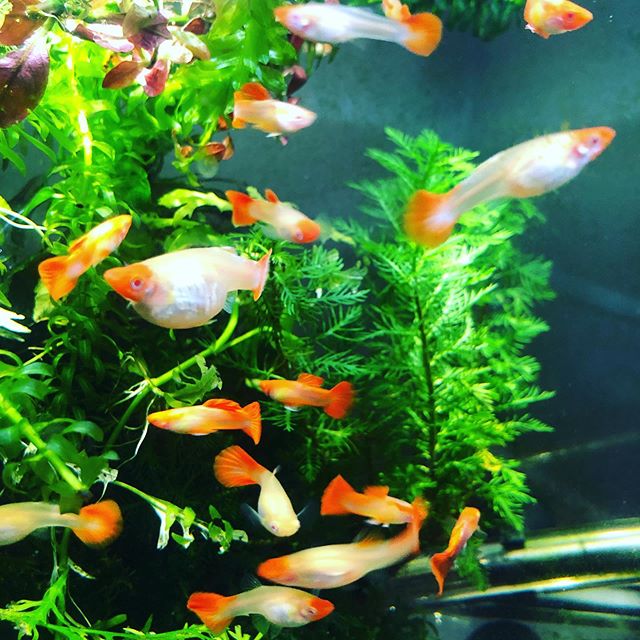 Yêu cầu đặc biệt khi nuôi cá bảy màu Albino Koi đỏ: