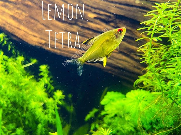 Hướng dẫn nuôi Cá Lemon Tetra