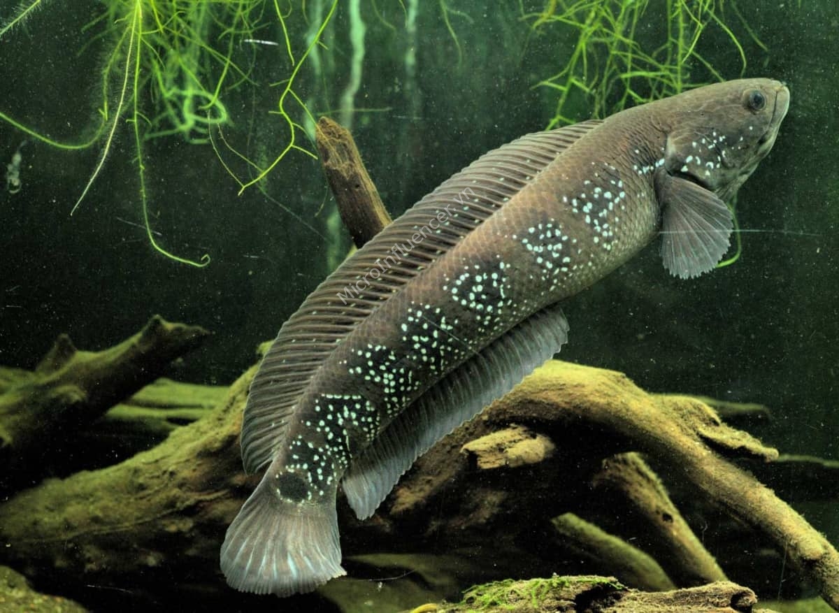 Giới thiệu chi tiết về Cá Lóc Trân Châu Xanh Channa Asiatica