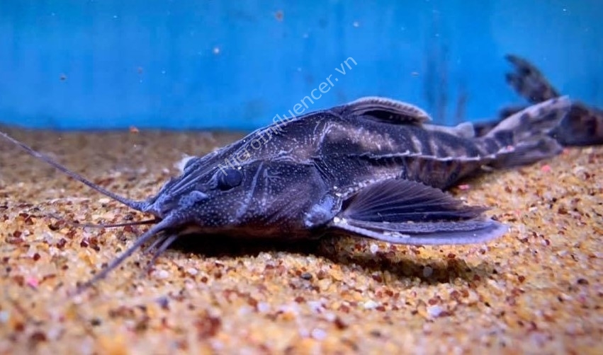Đặc trưng của Cá Mèo Gai Irwini Catfish