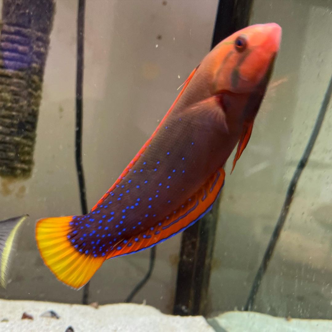 Màu sắc và đặc điểm ngoại hình của Cá Mó 7 Màu
