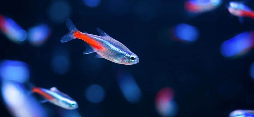 Giới thiệu về Cá Neon: