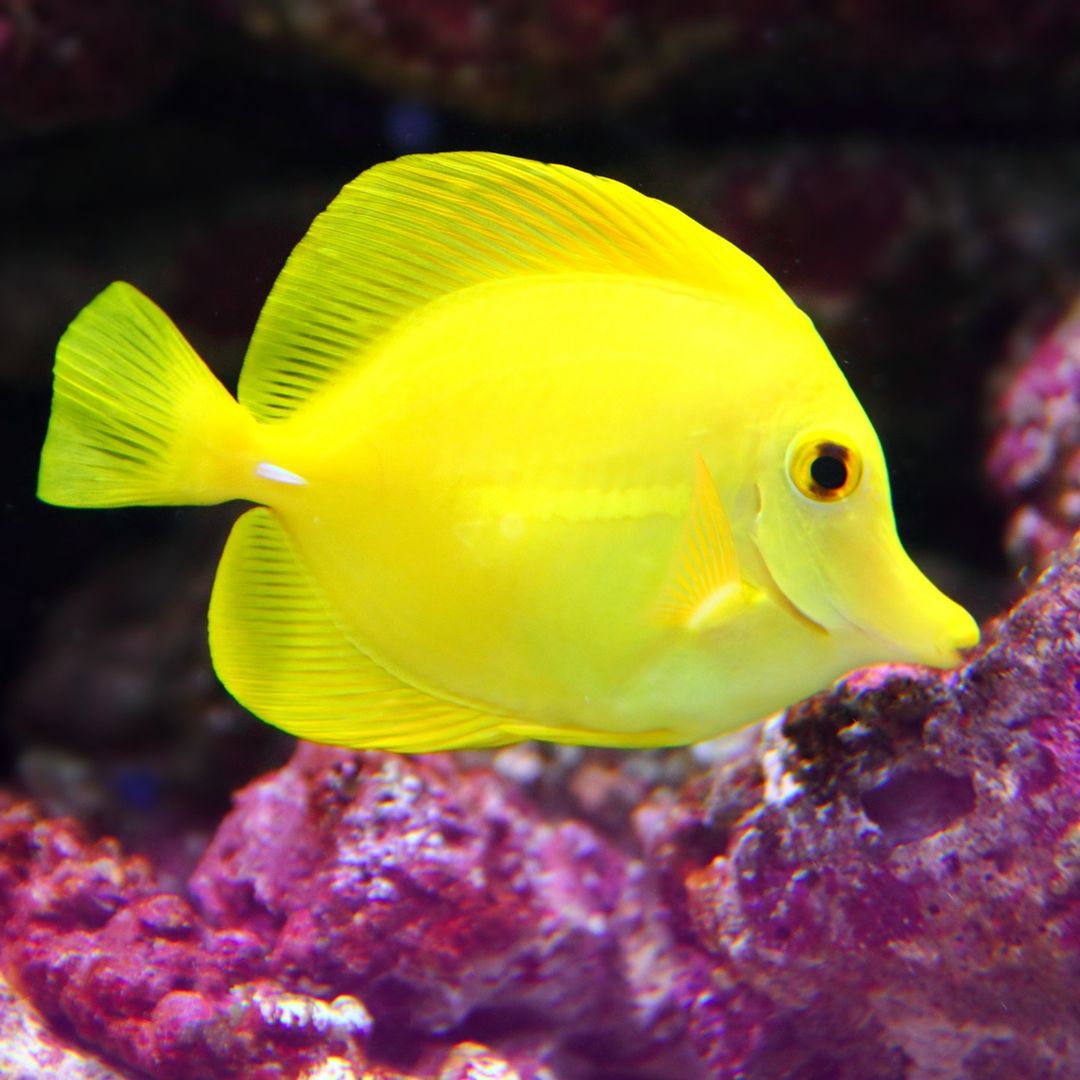 Màu sắc và đặc điểm ngoại hình của Cá Tang Vàng