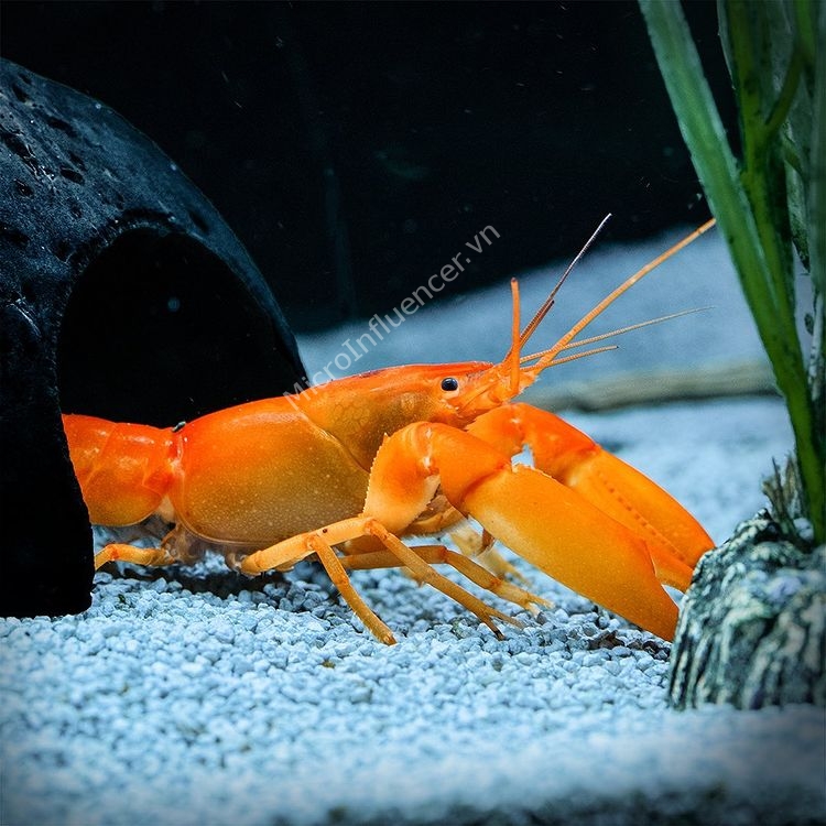Kích thước bể nuôi tôm Cherax Holthuisi crayfish
