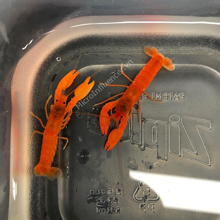 Ngoại hình của Cherax Holthuisi crayfish