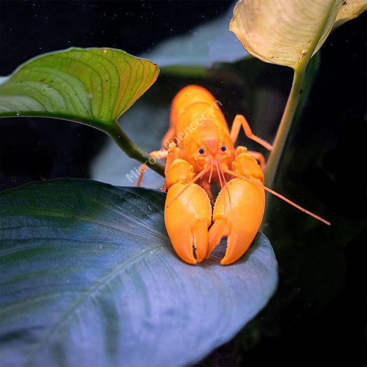 Cherax Holthuisi crayfish