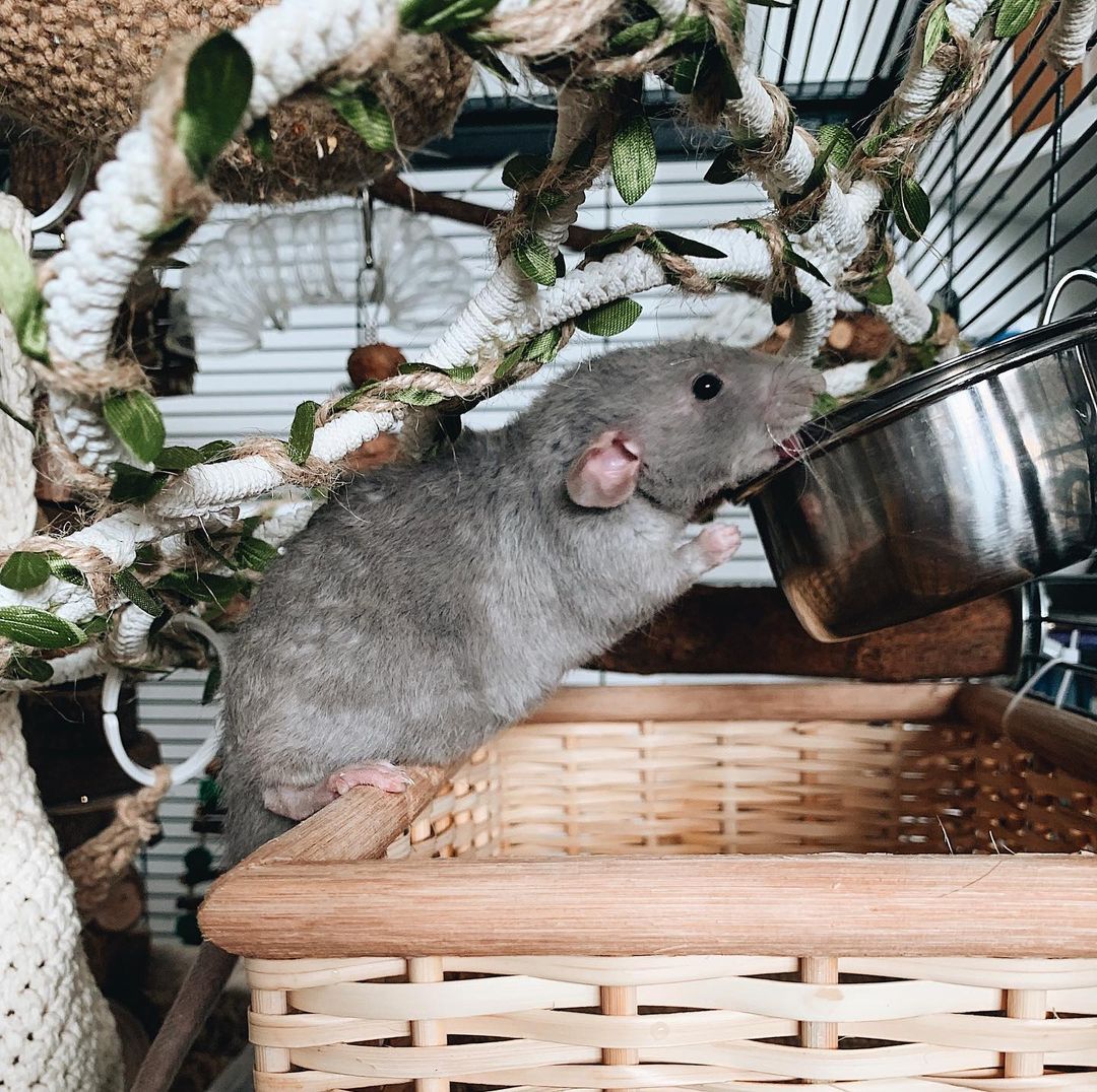 Các vấn đề sức khỏe chung khi nuôi chuột Rat