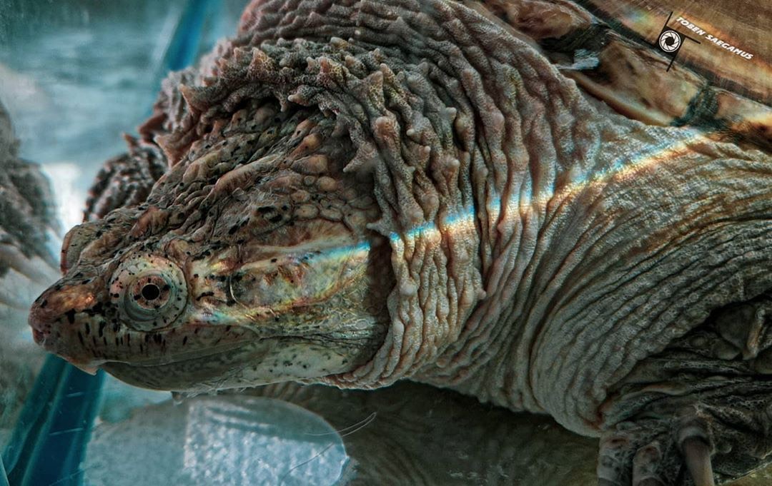  Giới thiệu về rùa Common Snapping: