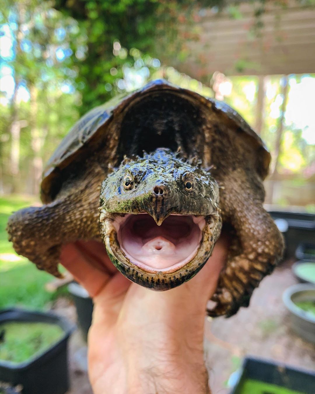 Thiết kể hồ nuôi rùa Florida baby: