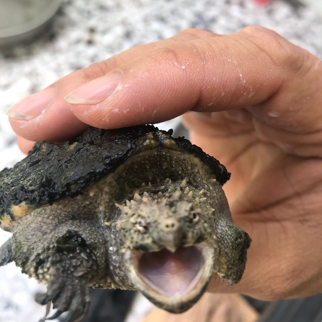 Thức ăn của Rùa Florida Snapping: