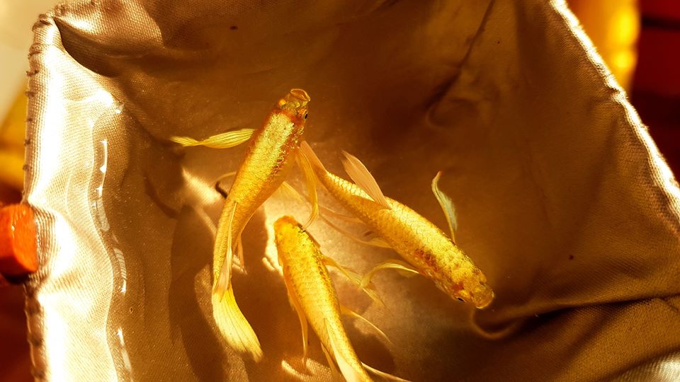 Những hình ảnh cá Full Gold Guppy