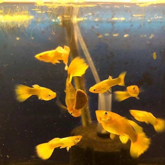 Giá cá bảy màu Full Gold