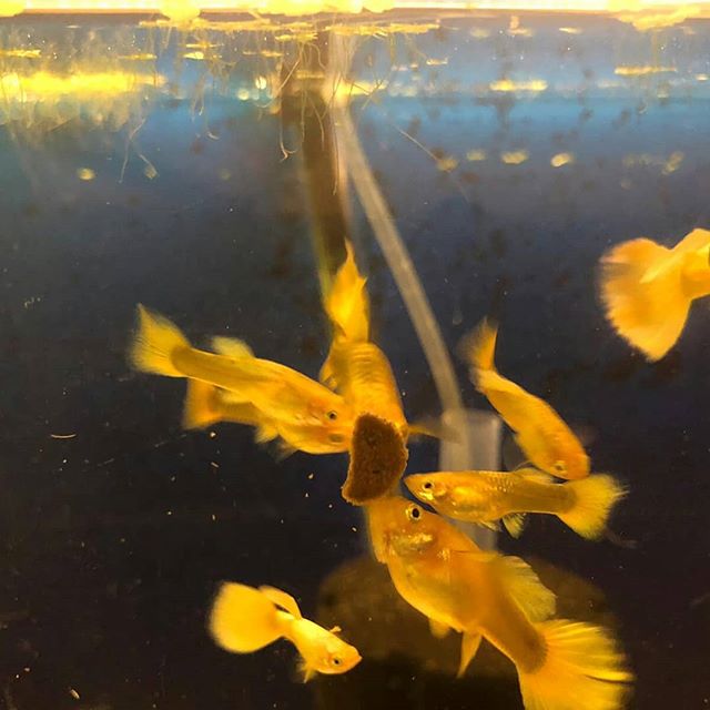 Địa chỉ bán cá bảy màu Full Gold tại Hà Nội và các tỉnh miền bắc