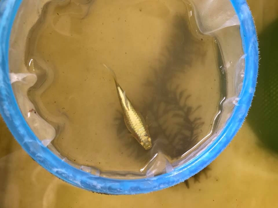 Những hình ảnh cá Full Gold Guppy