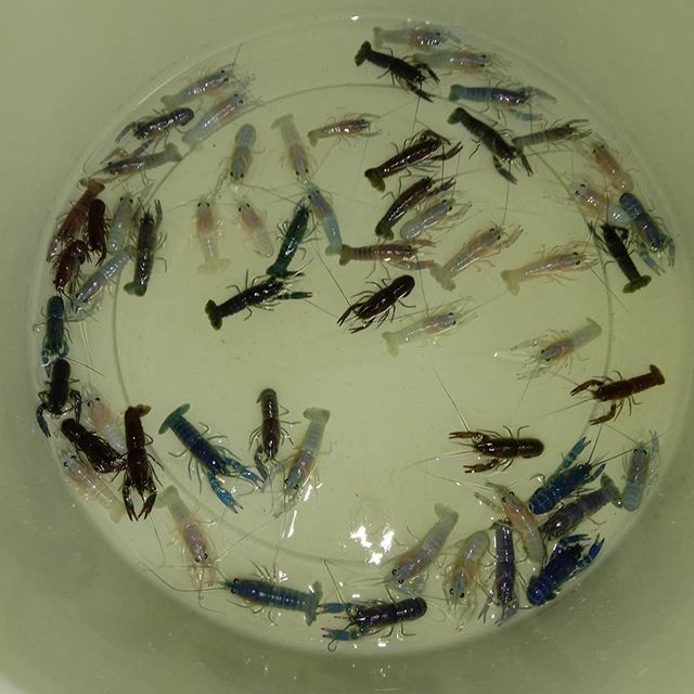 Nguồn gốc, môi trường sống tự nhiên của tôm cảnh Cherax Destructor Crayfish: