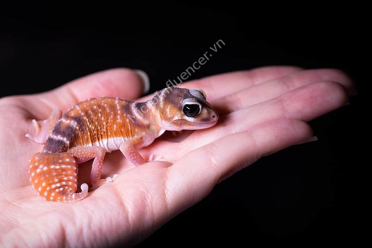 Thằn Lằn Knob-Tailed Gecko cần nhiệt độ bao nhiêu?