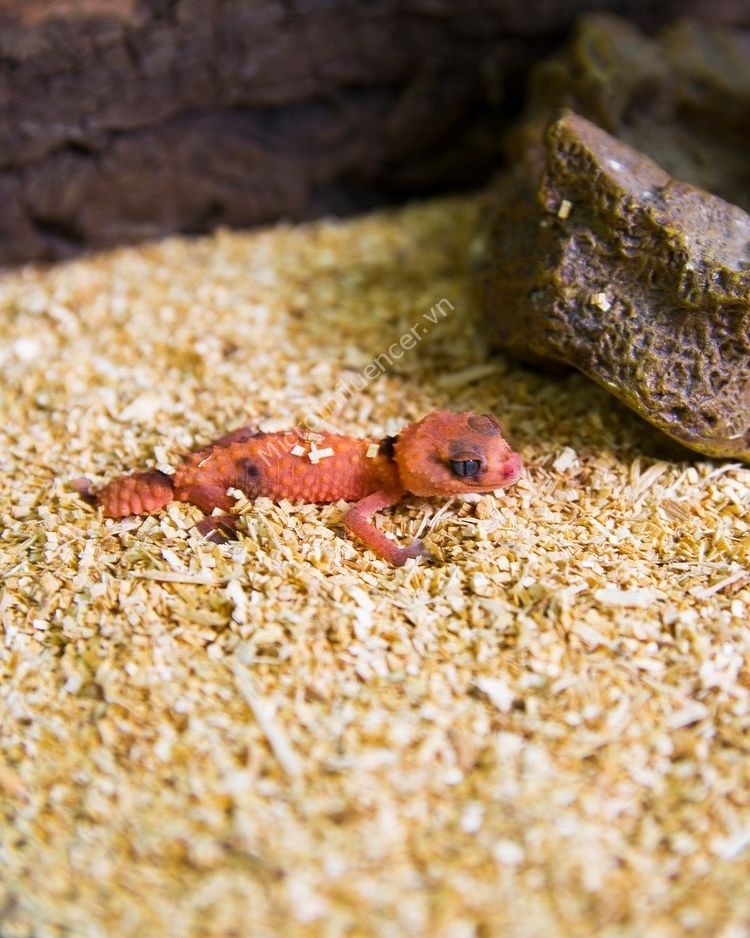 Thằn Lằn Knob-Tailed Gecko ăn gì?