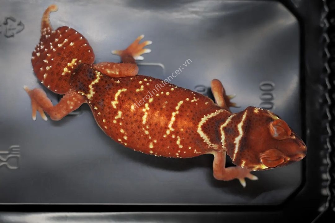 Thằn Lằn Knob-Tailed Gecko cần bao nhiêu không gian?