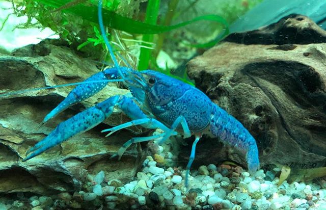Giới thiệu về tôm Crayfish Procambarus