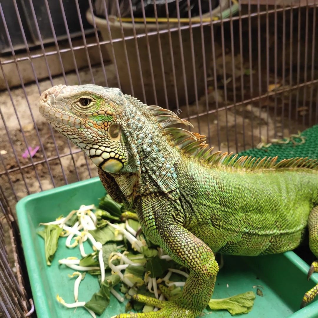 Chăm sóc Rồng Nam Mỹ Xanh Green Iguana