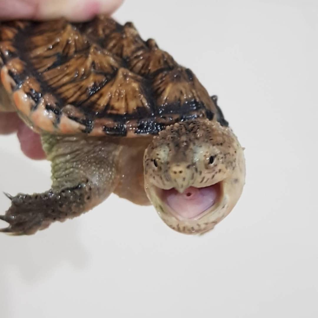 Thức ăn của Rùa Common Snapping: