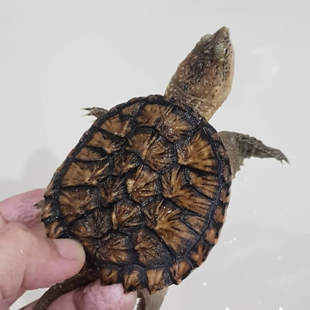Thiết kể hồ nuôi rùa Common baby:
