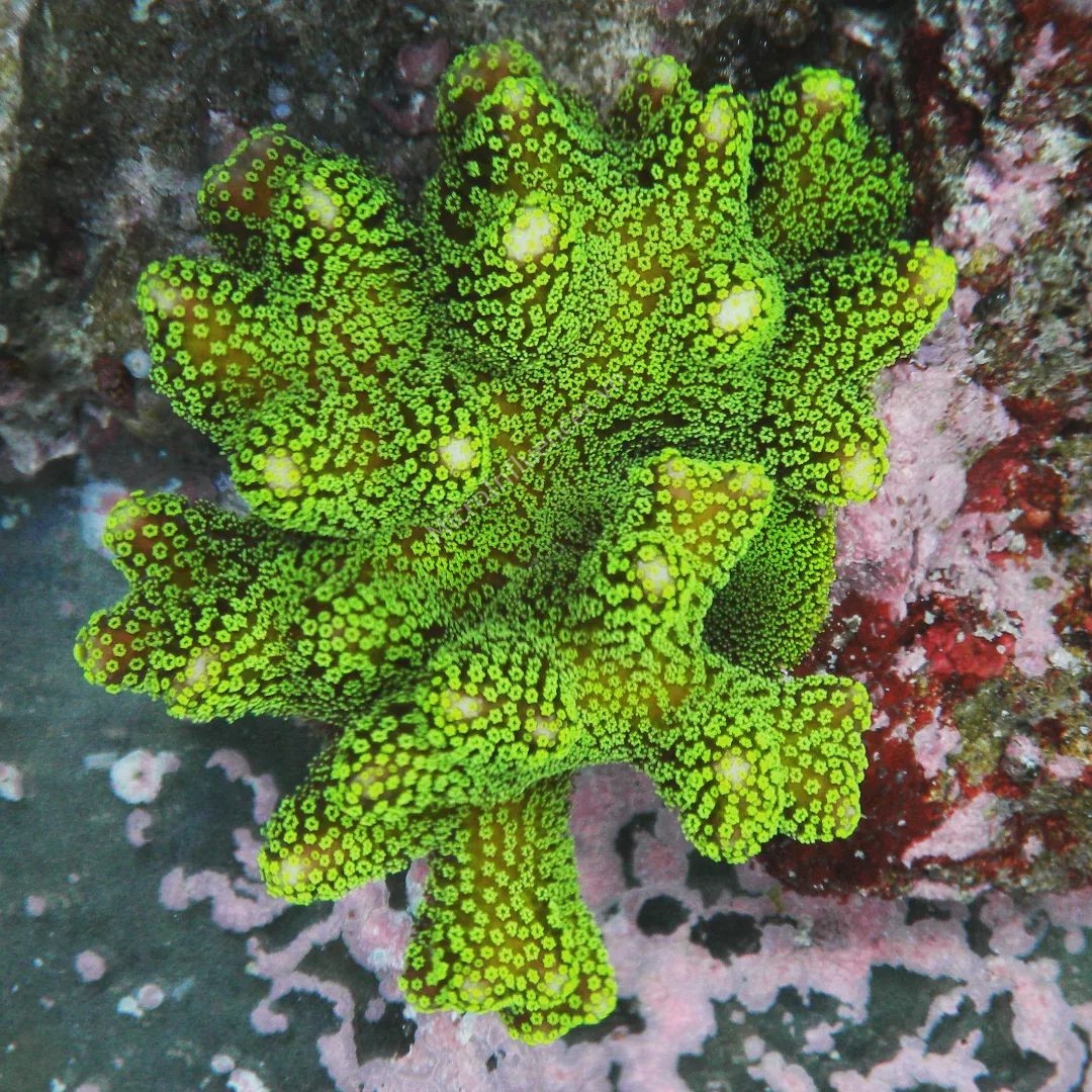 San Hô Stylophora Coral