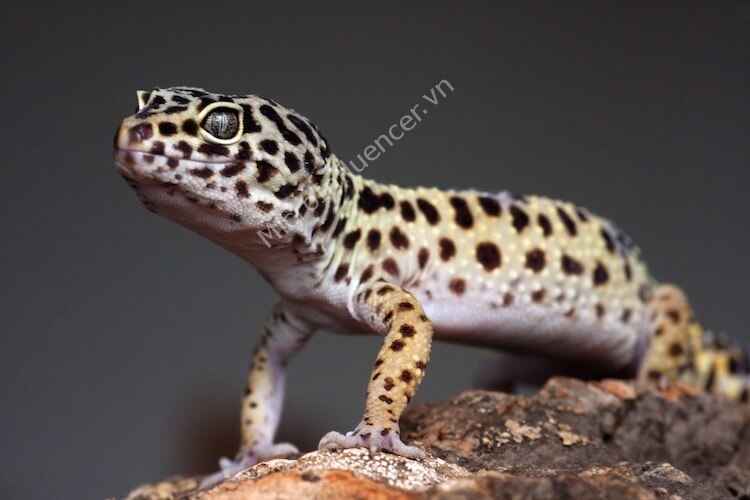 Hướng dẫn nuôi Thằn Lằn Da Báo Leopard Gecko