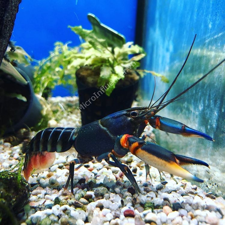 Tôm Blue Claw Crayfish