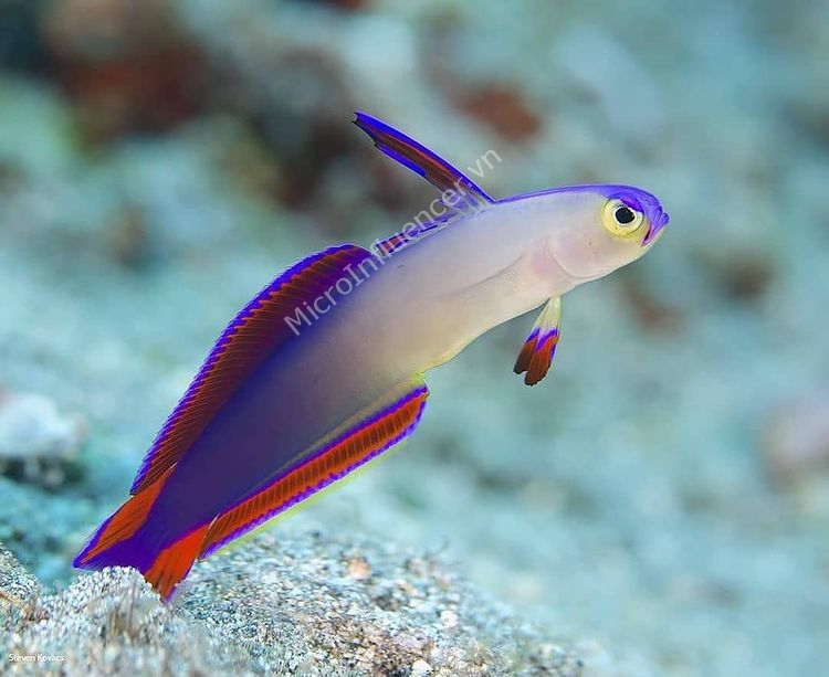 Cá Bống Cờ Tím (Purple Firefish)
