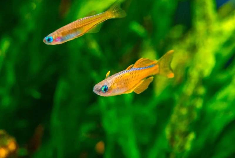 Tập tính và cách nuôi cá Cầu Vồng Neon Đỏ Mắt Xanh: