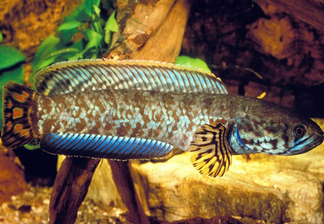 Giới thiệu về Cá Lóc Channa bleheri