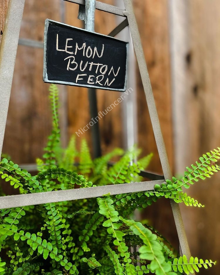 Nhiệt độ và độ ẩm thích hợp với Dương Xỉ Nút Chanh Lemon Button Fern