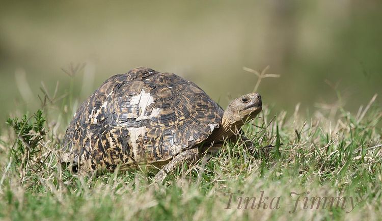Rùa Da Báo (Leopard Tortoise)