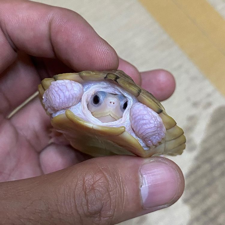 Hình ảnh về Rùa tai đỏ albino