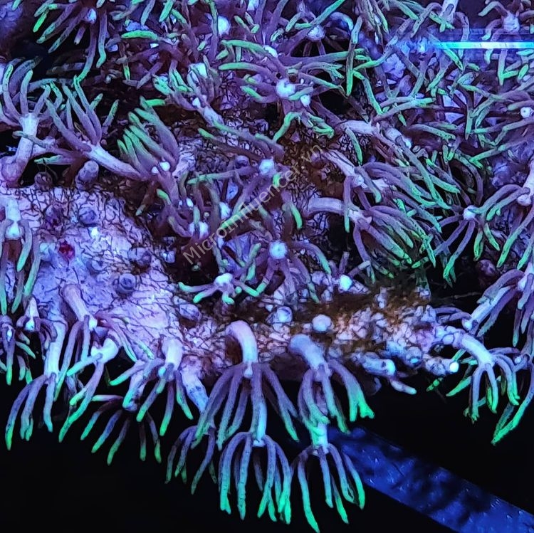 San Hô Cỏ (Green Star Polyp Coral)