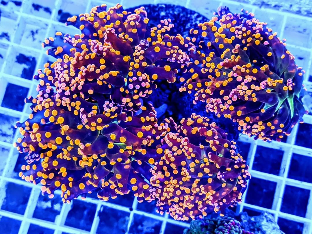 San Hô Mè (Frogspawn Coral)