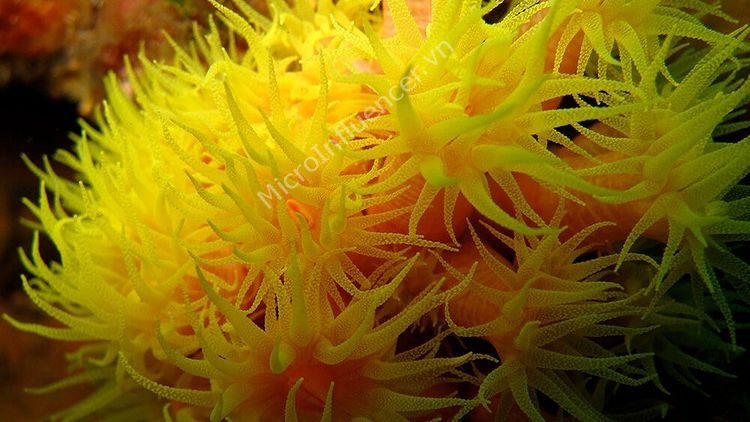 San Hô Sun Coral